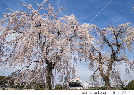 山下公園垂枝櫻花 山下公園垂枝櫻花 61217765