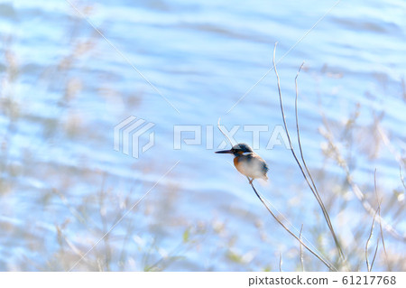 翠鳥 翠鳥 61217768