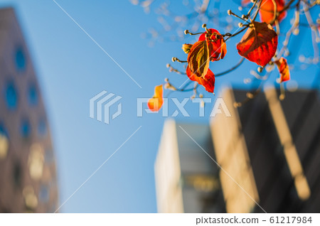 The sky looked up (autumn) 61217984