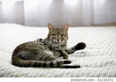 A cat's eyes A cat's eyes 61218241