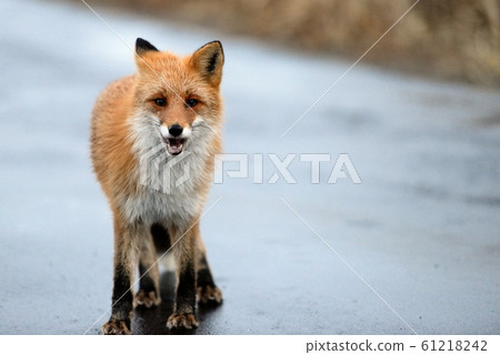 Fox blocking the road Fox blocking the road 61218242
