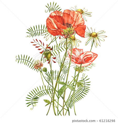 Watercolor Red Poppies Wild Flower Set Stock Illustration