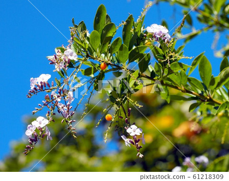 Duranta flowers and yellow fruits in the sun Duranta flowers and yellow fruits in the sun 61218309
