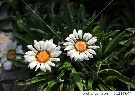 Margaret flowers blooming pretty 61218644
