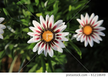 Margaret flowers blooming pretty 61218649
