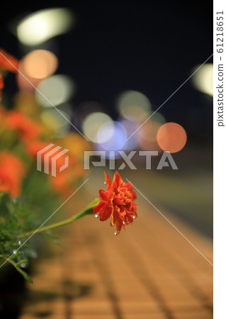 Night flower dripping in the rain 61218651