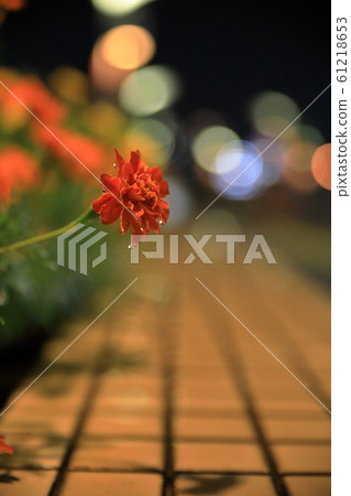 Night flower dripping in the rain 61218653