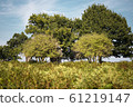 Green trees nature landscape with defocussed 61219147