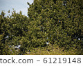 Green foliage nature background with copyspace 61219148
