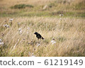 Black crow bird in dry grass field 61219149