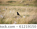 Black crow bird with open beak in dry grass field 61219150