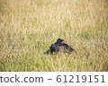 Black crow bird with funny face and posture 61219151