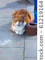 貓 61219164