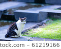 貓 61219166