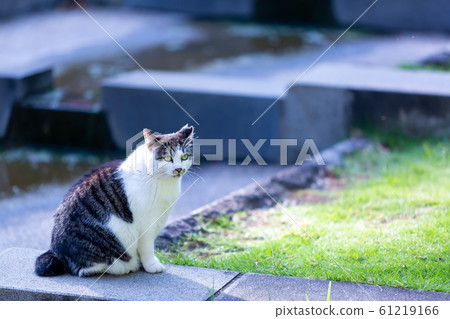 Cat Cat 61219166