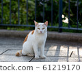 貓 61219170