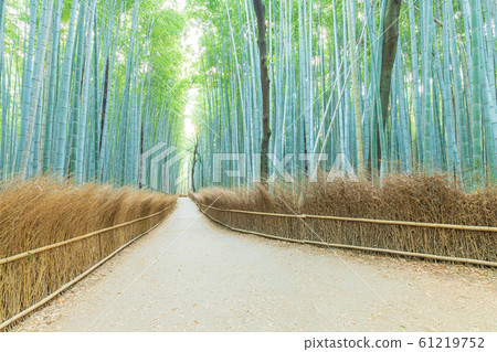 Kyoto Arashiyama_Bamboo forest path Kyoto Arashiyama_Bamboo forest path 61219752