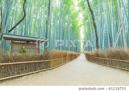 Kyoto Arashiyama_Bamboo forest path 61219753