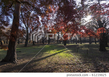Autumn park 61219825