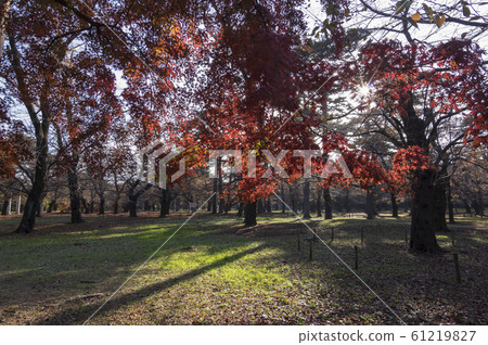 Autumn park 61219827