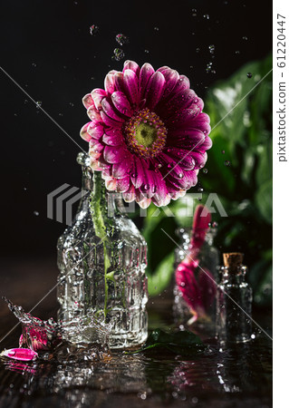 Gerbera pink flower 61220447