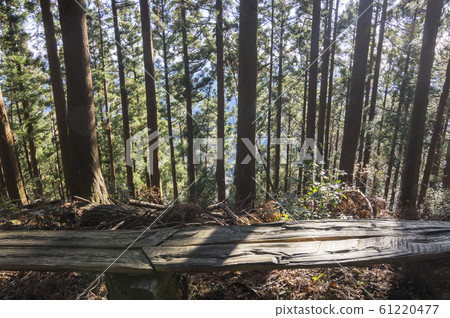 靜岡秋葉山山中 61220477
