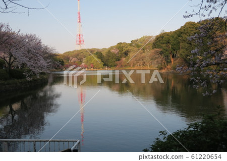 Scenery of Mitsuike Prefectural Park in Tsurumi-ku, Yokohama-shi, Kanagawa Scenery of Mitsuike Prefectural Park in Tsurumi-ku, Yokohama-shi, Kanagawa 61220654