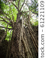 Banyan tree 61221109