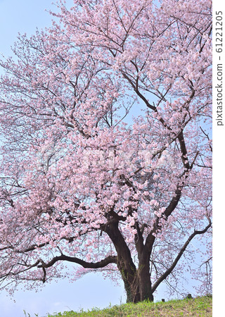Scenery with cherry blossoms Scenery with cherry blossoms 61221205