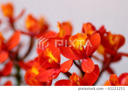 紅色西部奔跑 紅色西部奔跑 61221251