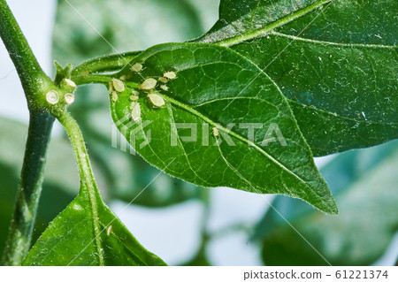 small aphid on a green leaf in the open air small aphid on a green leaf in the open air 61221374