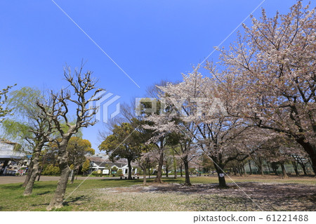 Higashi Ayase Park, Adachi-ku blue sky and cherry blossoms Higashi Ayase Park, Adachi-ku blue sky and cherry blossoms 61221488