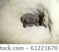 Cave bats 61221670