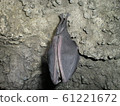 Cave bats 61221672