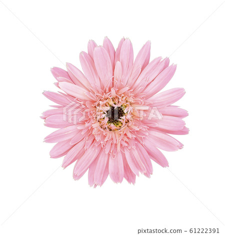 Pink flower head isolated on white background. 61222391