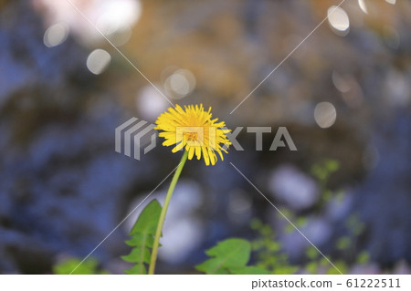 Waterside dandelion 61222511
