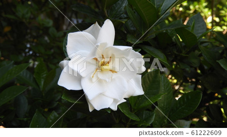 Garden子花 61222609