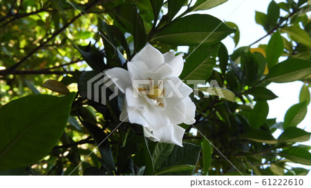 Garden子花 61222610