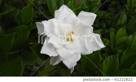 Gardenia Gardenia 61222622