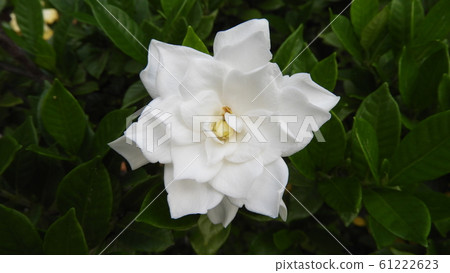 Gardenia Gardenia 61222623