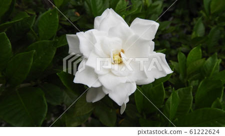Gardenia Gardenia 61222624