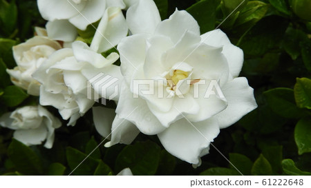 Gardenia Gardenia 61222648