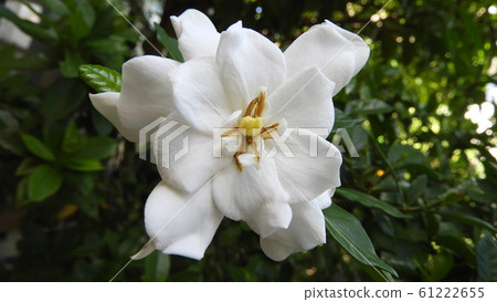 Gardenia Gardenia 61222655