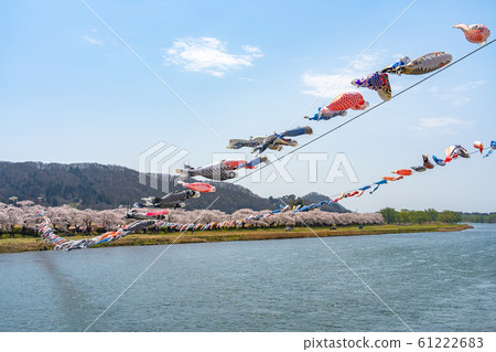 Kitakami Exhibition Katsuchi Sakura Festival Cherry Blossoms Spring Sightseeing Spots Nature Blue Sky Sunny Colorful Tohoku Region 61222683