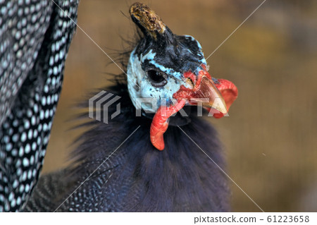 Hollow Hollow butterfly Hollow Hollow butterfly 61223658