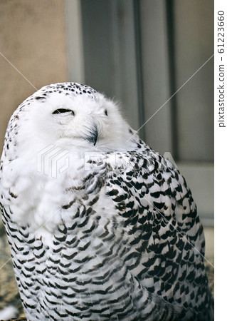 白貓頭鷹 61223660