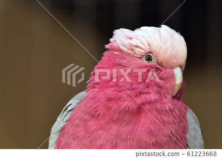 粉紅鳳頭鸚鵡 61223668