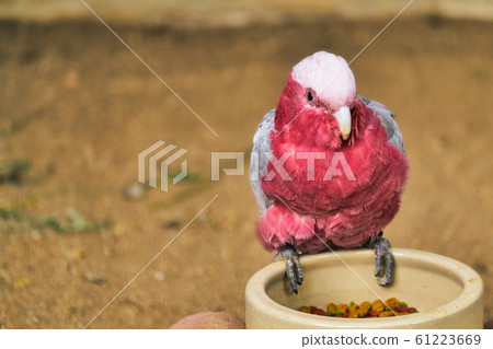 粉紅鳳頭鸚鵡 粉紅鳳頭鸚鵡 61223669