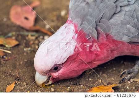 粉紅鳳頭鸚鵡 61223670