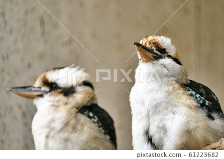 Warai kingfisher 61223682